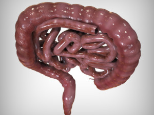 Human Intestine Modelo 3D