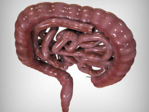 Human Intestine 3D Model