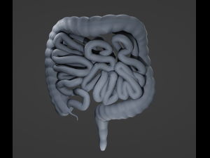 Human Intestine Modelo 3D