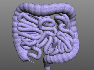 Human Intestine Modelo 3D