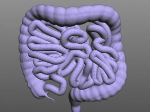 Human Intestine 3D Model