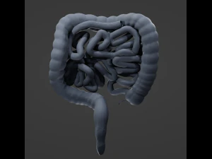 Human Intestine 3D Model