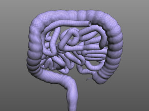 Human Intestine Modelo 3D