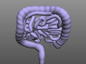 Human Intestine 3D Model