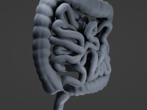 Human Intestine Modelo 3D