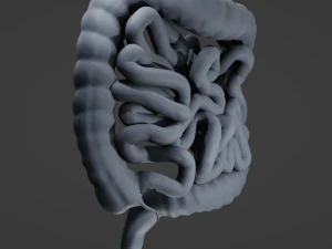 Human Intestine 3D Model