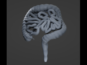 Human Intestine Modelo 3D