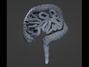 Human Intestine 3D Model