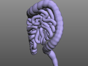 Human Intestine Modelo 3D