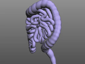 Human Intestine 3D Model
