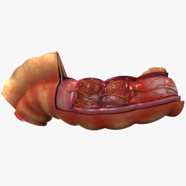 Intestine Anatomy Modèle 3D .c4d .max .obj .3ds .fbx .stl .blend 