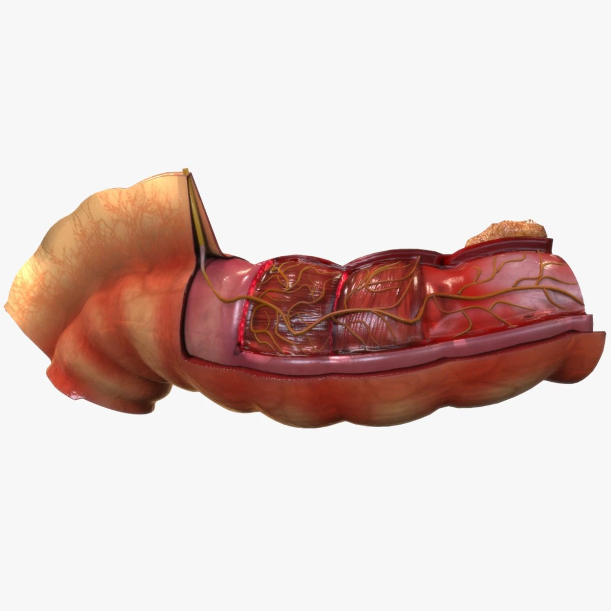 Intestine Anatomy 3D Model .c4d .max .obj .3ds .fbx .stl .blend