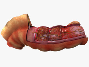 Intestine Anatomy 3D Model