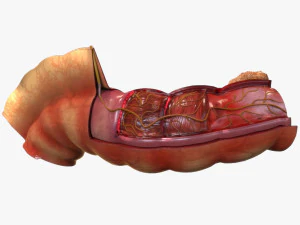 Anatom&iacute;a del intestino Modelo 3D