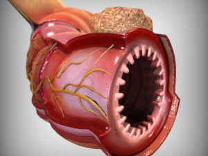 Intestine Anatomy 3D Model
