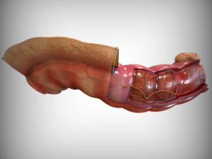 Intestine Anatomy 3D Model