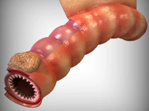 Intestine Anatomy 3D Model