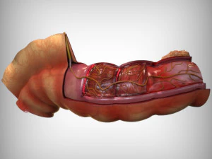 Intestine Anatomy 3D Model