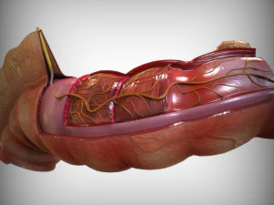 Intestine Anatomy 3D Model