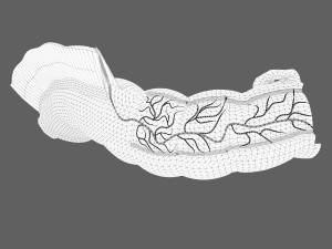 Intestine Anatomy Modèle 3D