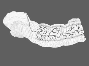 Intestine Anatomy 3D Model