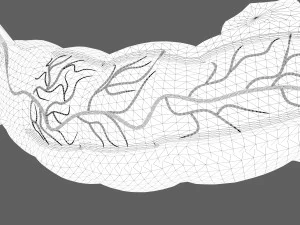 Intestine Anatomy 3D Model