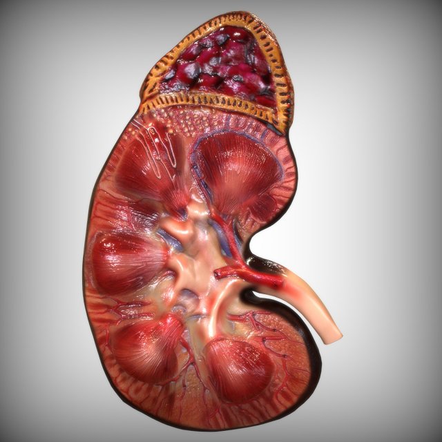 Human Kidney Anatomy 3D-Modell .c4d .max .obj .3ds .fbx .stl .blend 