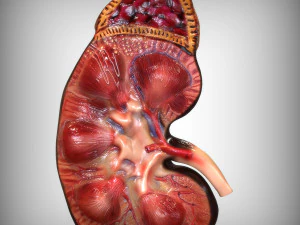 Anatom&iacute;a del ri&ntilde;&oacute;n humano Modelo 3D