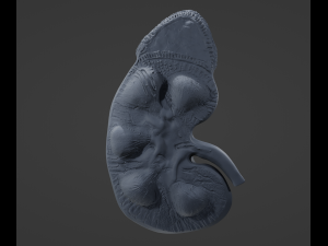 Human Kidney Anatomy 3D-Modell