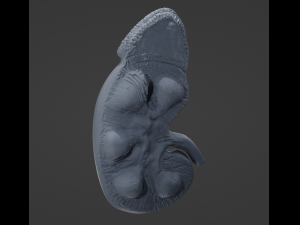 Human Kidney Anatomy 3D-Modell
