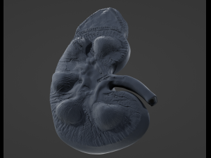 Human Kidney Anatomy 3D-Modell