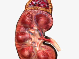 Human Kidney Anatomy 3D-Modell