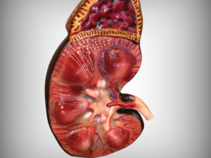 Human Kidney Anatomy 3D-Modell