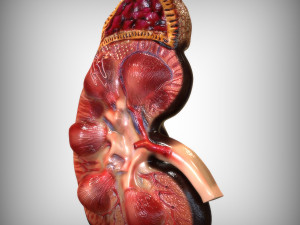 Human Kidney Anatomy 3D-Modell