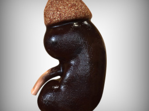 Human Kidney Anatomy 3D-Modell