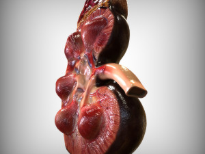 Human Kidney Anatomy 3D-Modell