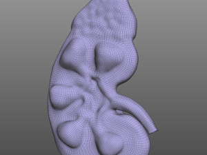 Human Kidney Anatomy 3D-Modell