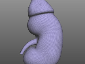 Human Kidney Anatomy 3D-Modell