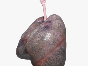 Smokers Lungs Modelo 3D