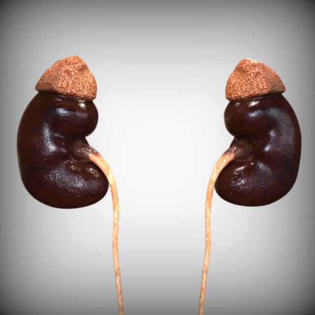Human Kidney Modelo 3D .c4d .max .obj .3ds .fbx .stl .blend 