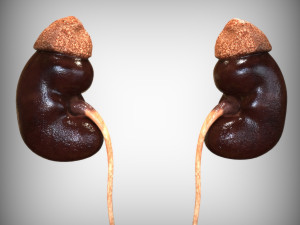 Human Kidney 3D Model