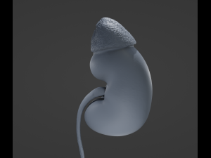 Human Kidney Modelo 3D