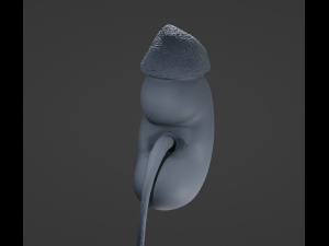 Human Kidney Modelo 3D
