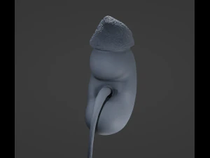 Rene umano Modello 3D