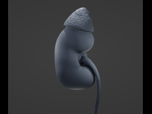 Human Kidney Modelo 3D