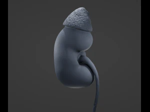 Rene umano Modello 3D