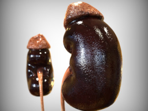 Human Kidney Modelo 3D