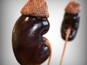 Human Kidney Modelo 3D