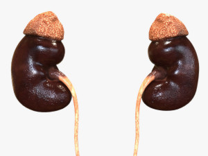 Human Kidney Modelo 3D