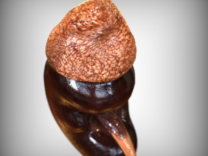 Human Kidney Modelo 3D